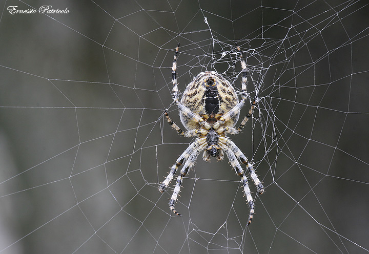 Araneus diadematus e Araneus sp.